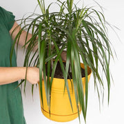Saturn 14 in. Earthy Yellow Plastic Planter with Saucer